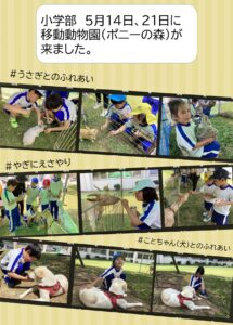 5月１４日、２１日に移動動物園（ポニーの森）が来ました。 ＃うさぎとのふれあい #やぎにえさやり #うさぎとのふれあい #ことちゃん（犬）とのふれあい