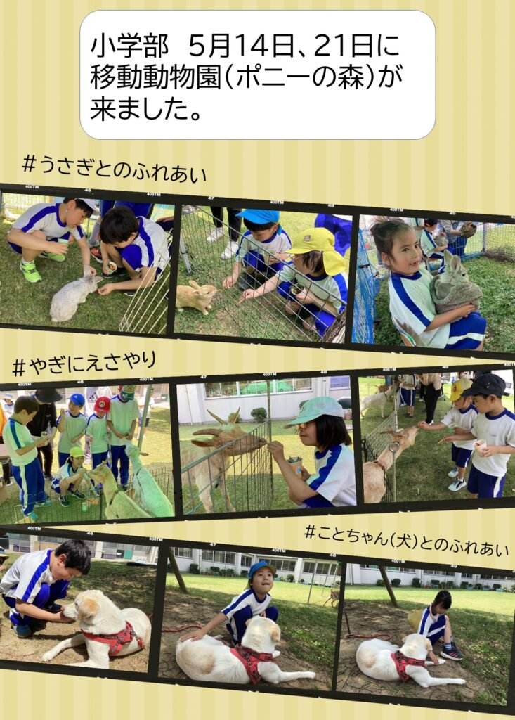 5月１４日、２１日に移動動物園（ポニーの森）が来ました。 ＃うさぎとのふれあい #やぎにえさやり #うさぎとのふれあい #ことちゃん（犬）とのふれあい